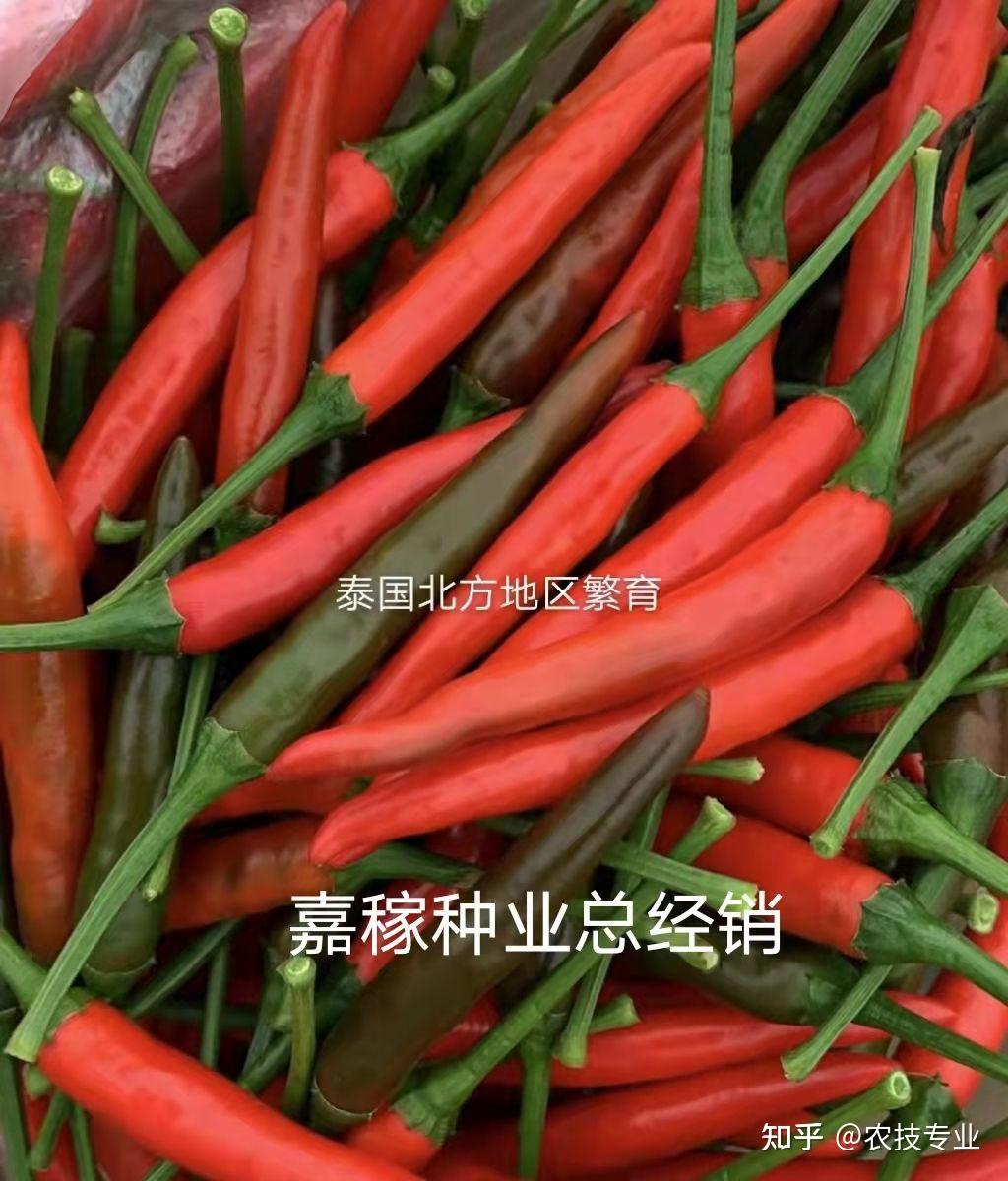 最前沿大果艳红辣椒品种泰国香艳