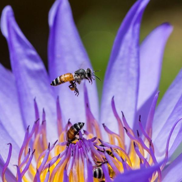 Honey Bees Perform Waggle Dances 知乎