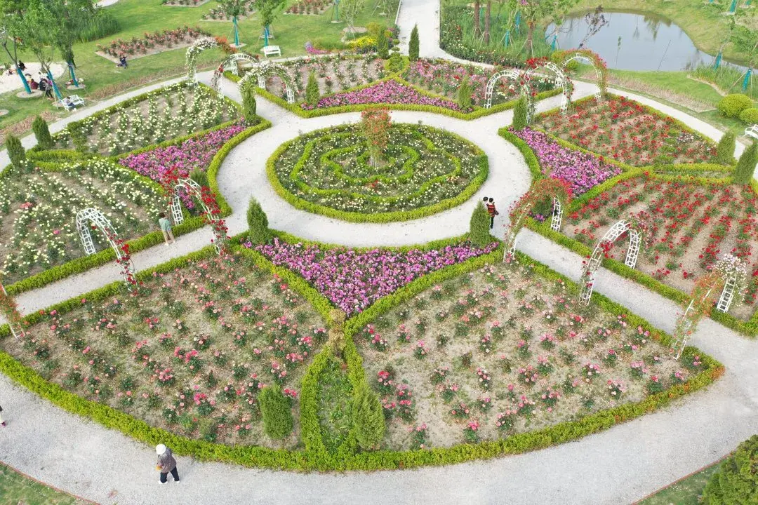 时光有序  月季无痕