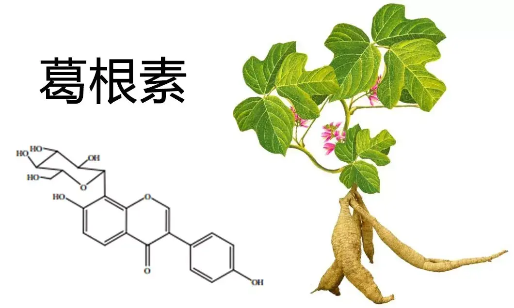 纳曲青稞酒,创新性采用现代生物萃取技术,从葛根中提取葛根素这一活性