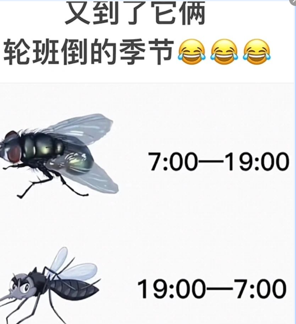 苍蝇蚊子轮班倒图片