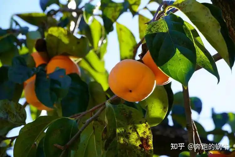 哪里的柿子最好吃?全国十大好吃名柿大盘点,看看你吃过几种 - 知乎