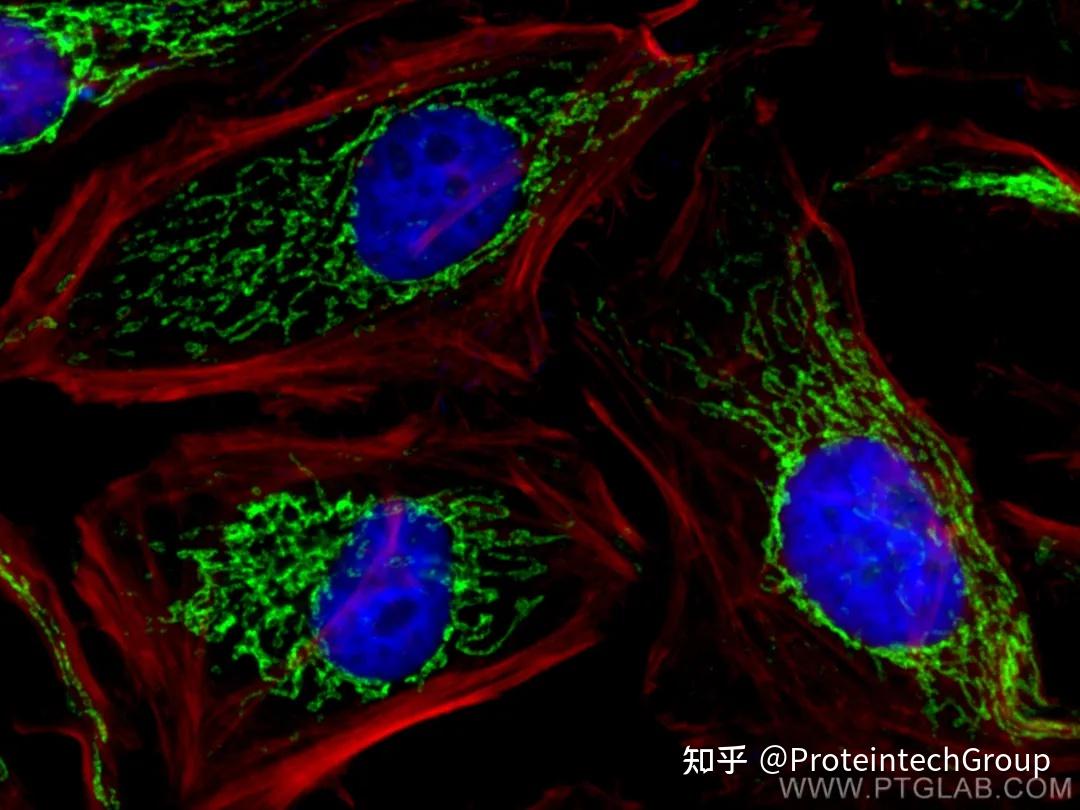 线粒体研究的基建——线粒体标志物 - 知乎
