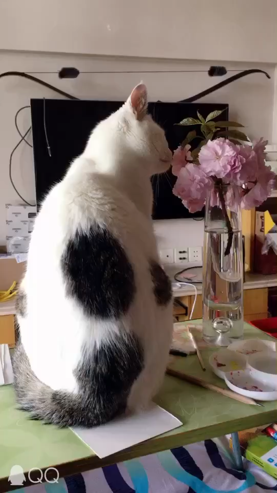 如何让猫跟花瓶共存 知乎