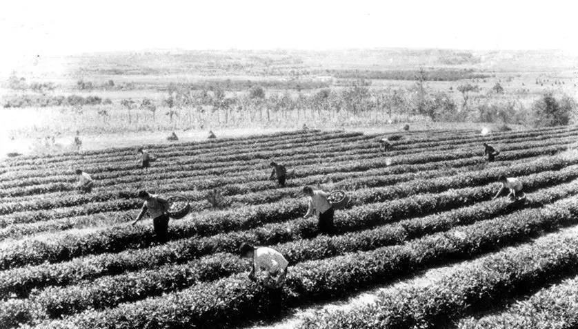 南茶北引60年筚路蓝缕以启茶林