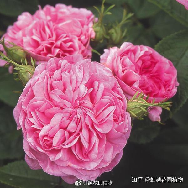 月季 玫瑰和蔷薇到底该怎么区分 知乎
