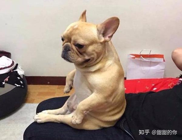 法斗的5个 缺点 养了之后悔到肠子都青了 养法国斗牛犬缺点 爱在网