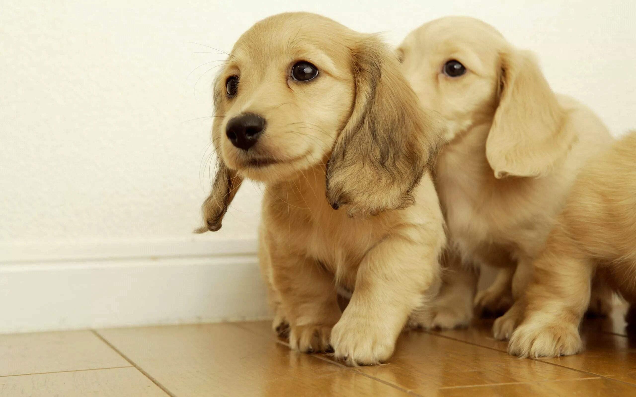 你的宠物咋过年上门代养不放心还有酒店和托儿所可以选