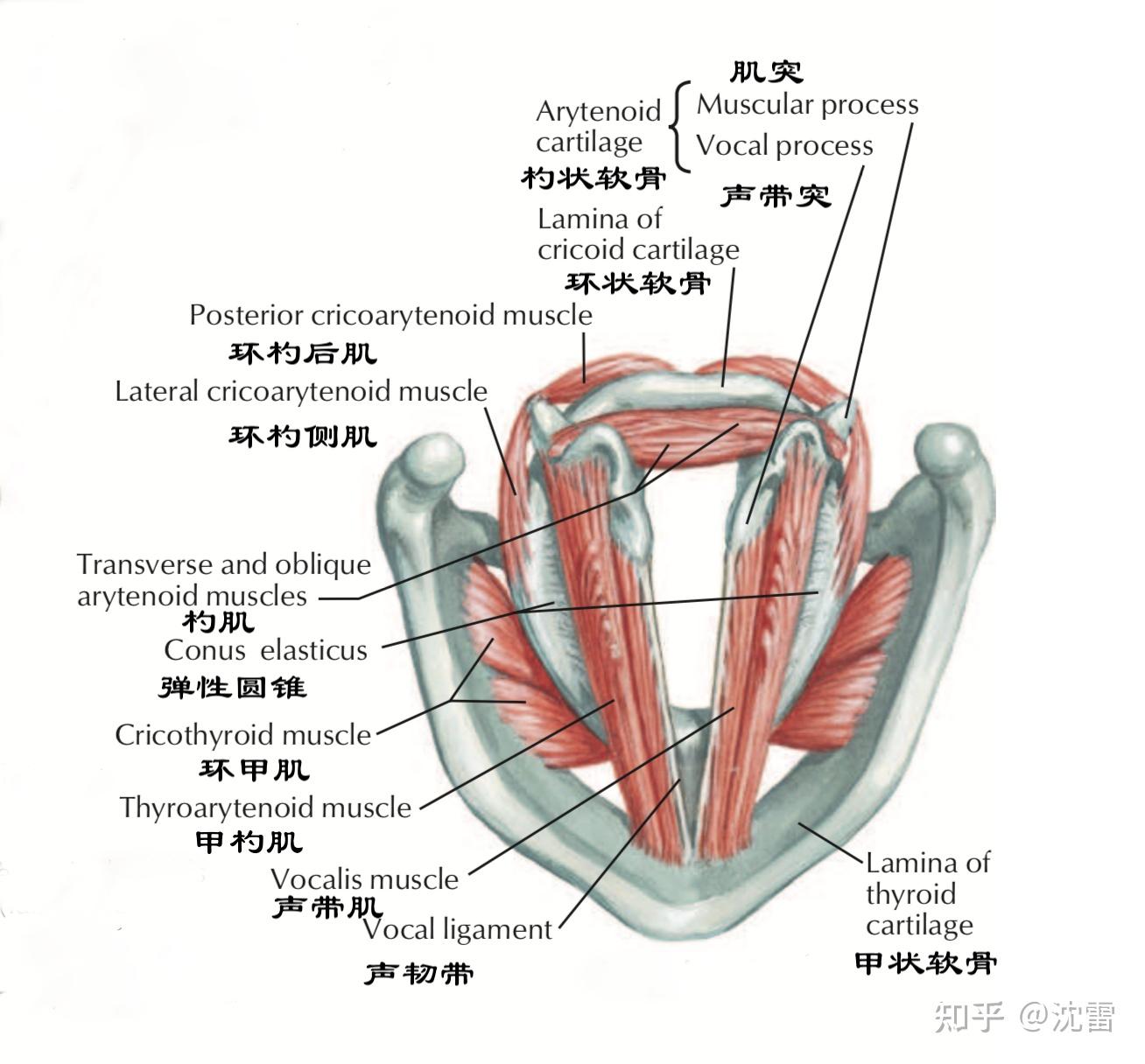 甲状腺周围肌肉解剖图片