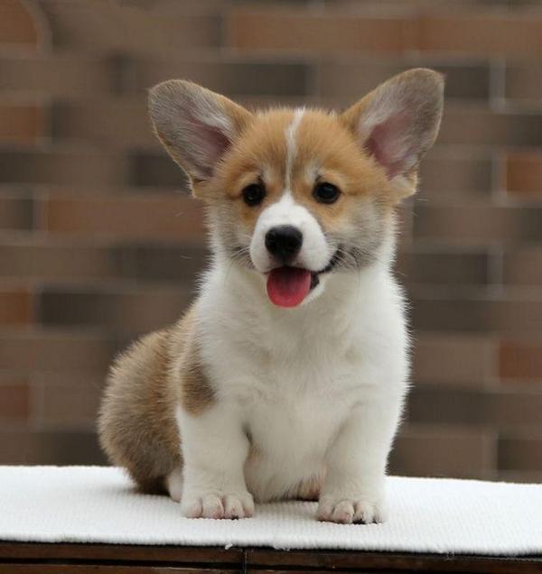 威尔士柯基犬的前世今生从强健牧牛到短腿卖萌