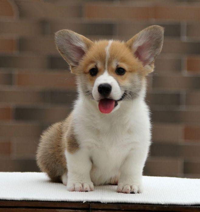 柯基犬,这个也是有一定渊源,因为在1933年,英国女王伊丽莎白二世开始