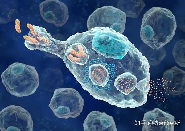 万病之源的慢性炎症加速衰老！我们该如何抗炎？ - 知乎