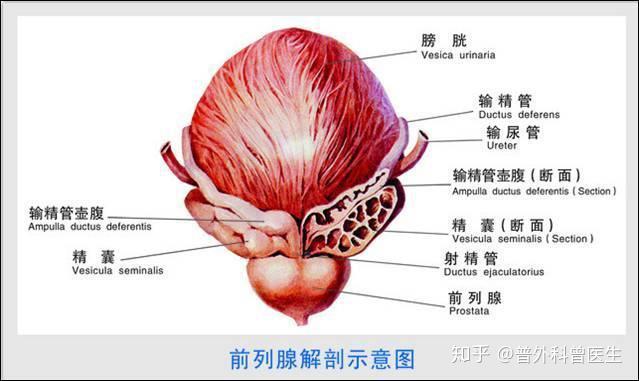 前列腺局部解剖图片