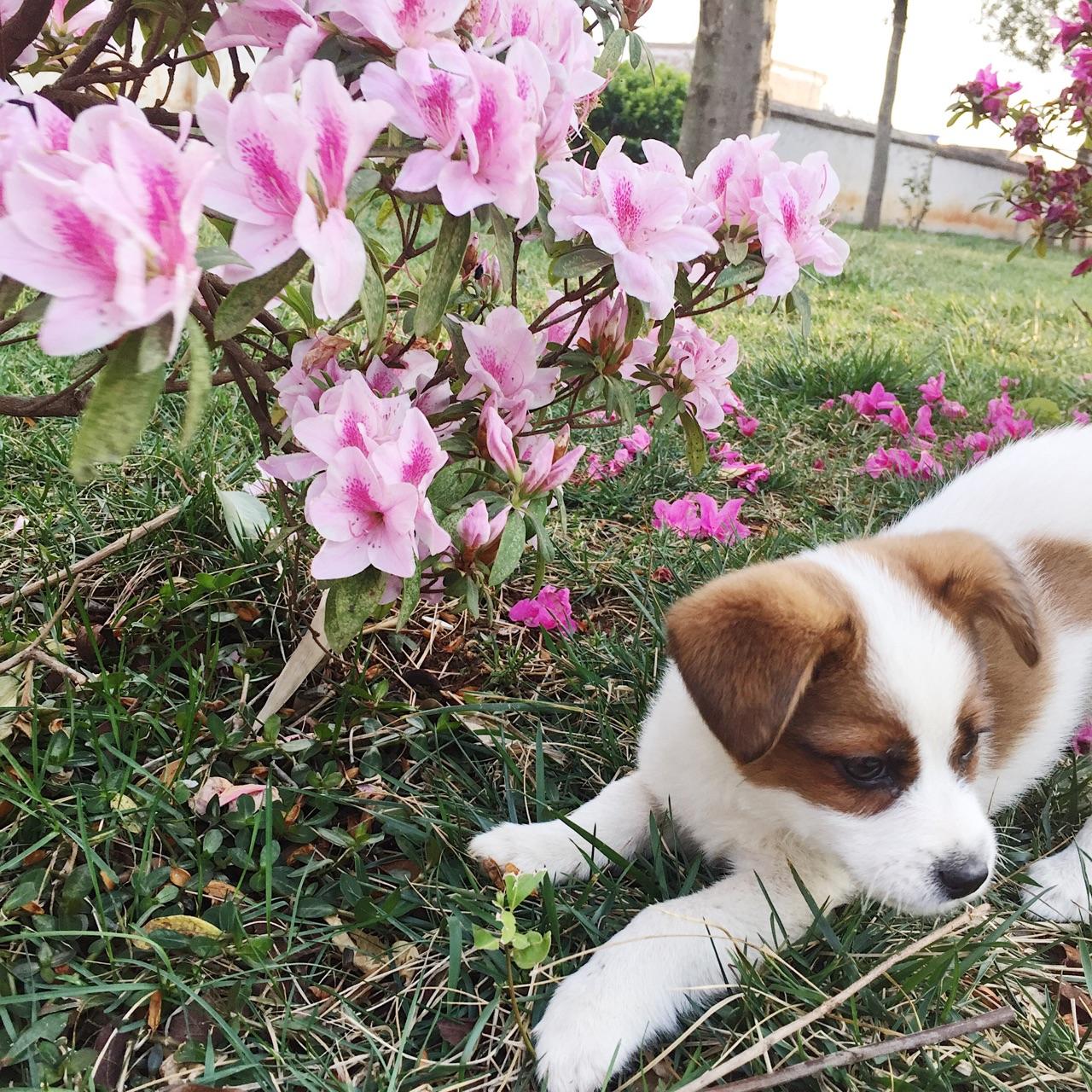 中华田园犬的颜值可以多高