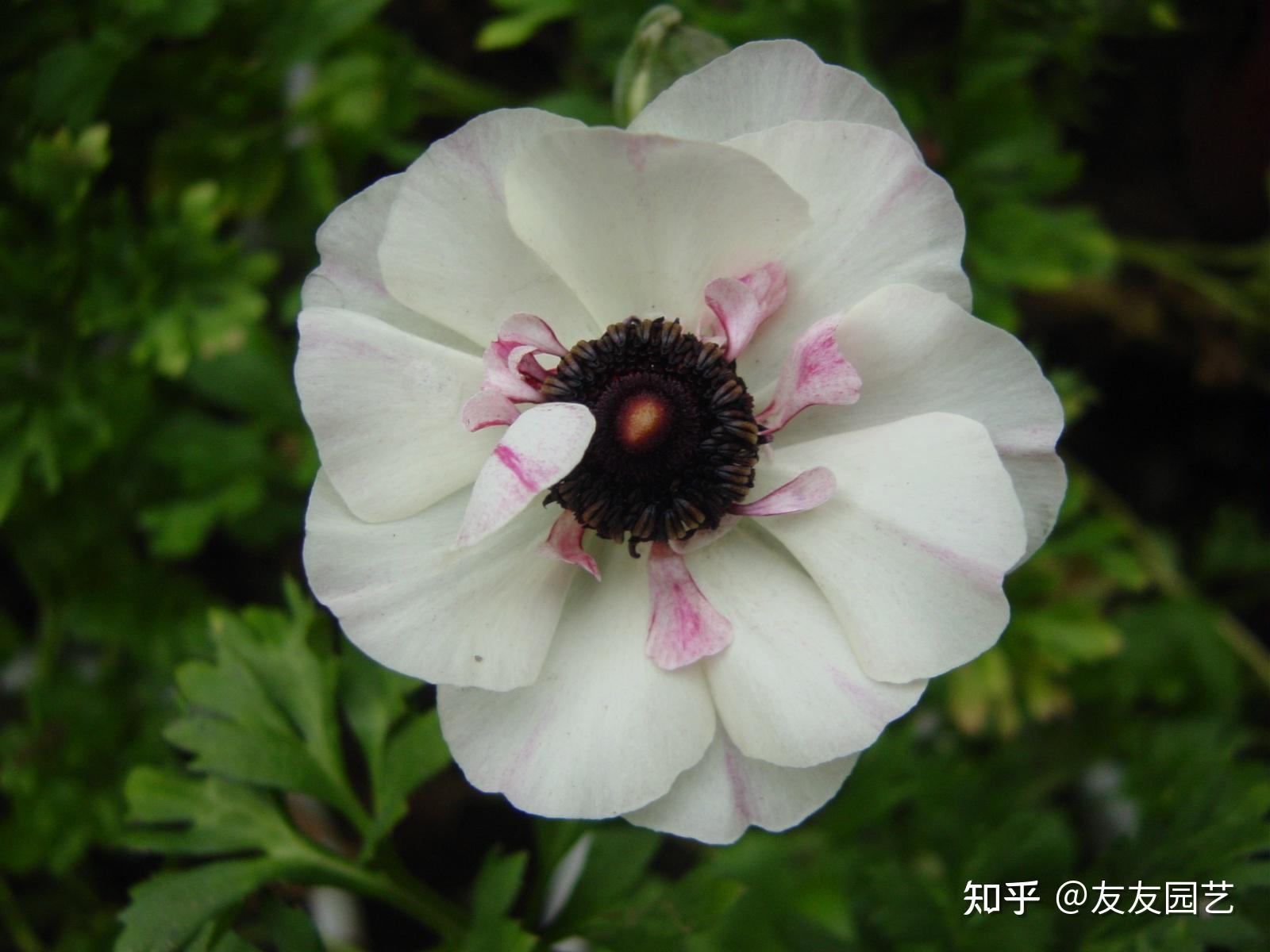 花毛茛奇特花产生的原因有种子繁殖基因分离和重组,后代性状发生的