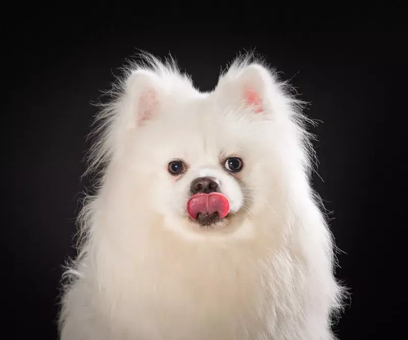 其标志特征是:立耳,卷尾,咀尖无曲,眼如杏仁,上眼皮有长睫毛,酷似双