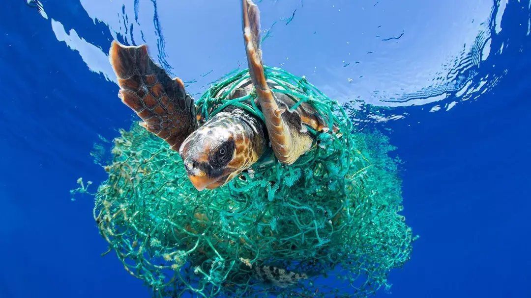 三,为什么要清理海洋里的塑料垃圾?