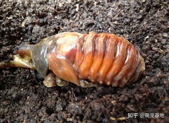 # 独角仙:大自然中的神秘精灵 - 知乎