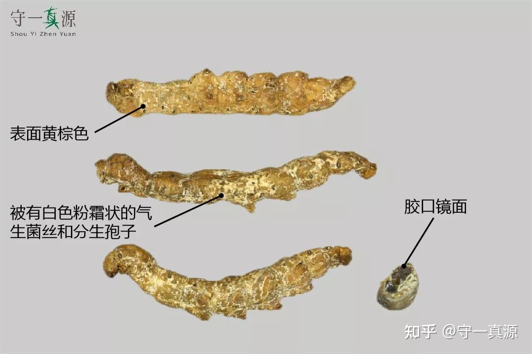 水洗僵蚕的性状特征僵蚕断面特征优质水洗僵蚕特征:1.