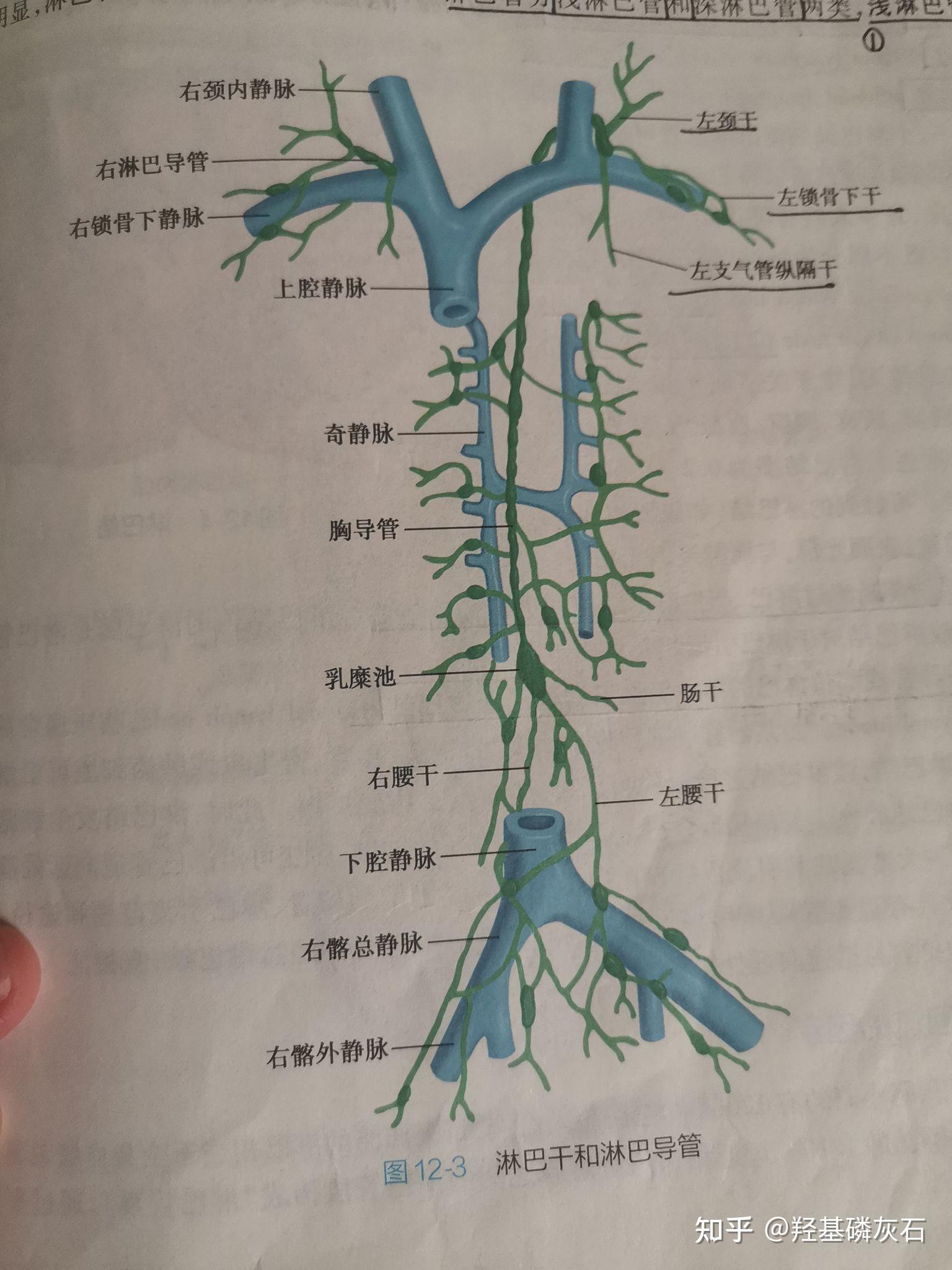 淋巴结解剖结构示意图图片