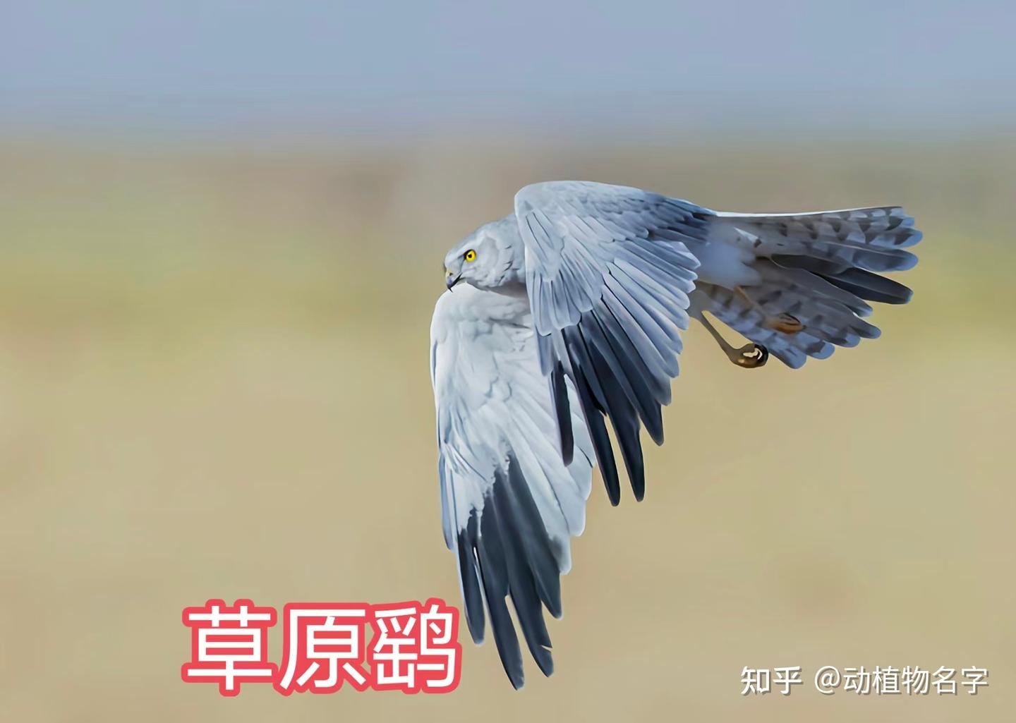 85图带您了解鹰科的鸟类,它们是苍穹之上的猛禽王者 - 知乎