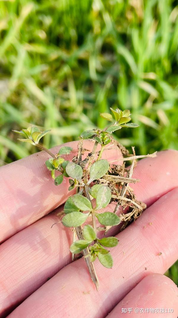 农药甲磺隆除草剂_除草剂甲基二磺隆价格_甲基二磺隆除草剂