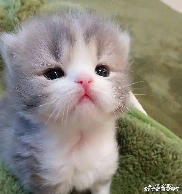 有没有类似的猫咪头像