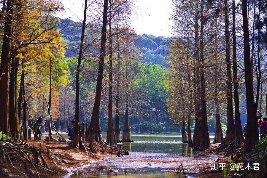 国家Ⅰ级濒危重点保护珍稀植物:水松 - 知乎