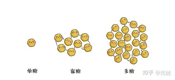 一文教你读懂总多糖 - 知乎