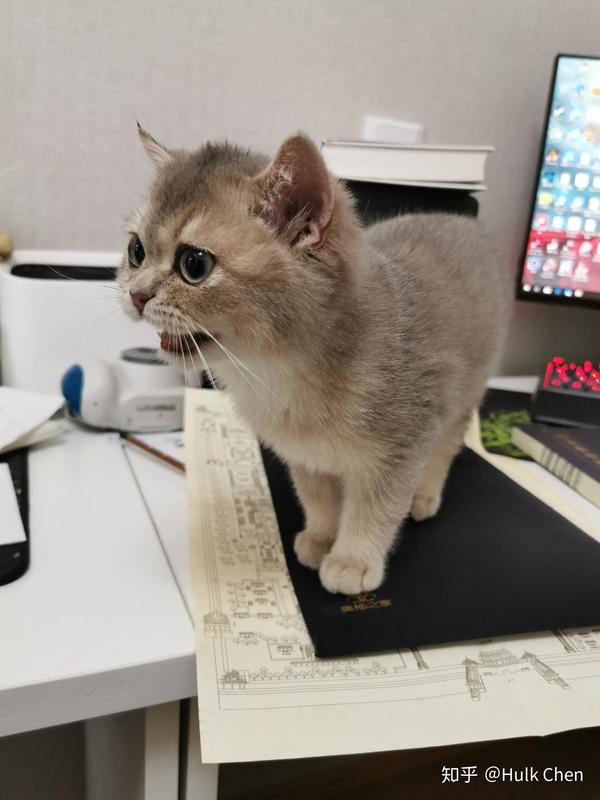 英短蓝猫母跟英短银渐层公配会生出什么花色 公银渐层和母蓝猫配出来 恩芝网