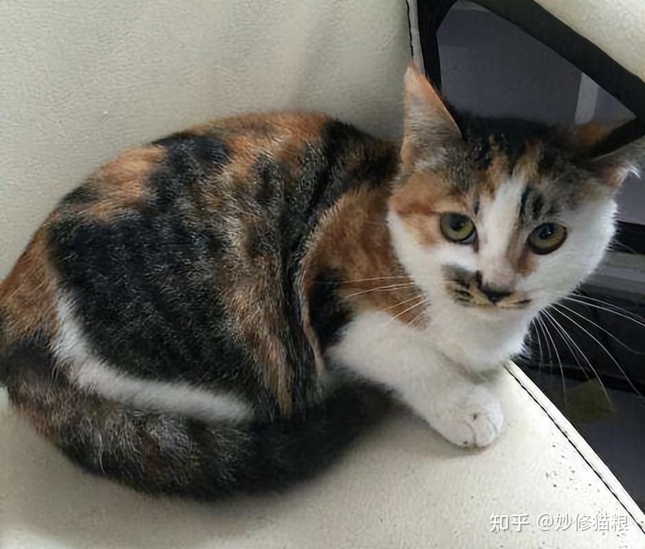 养“三花猫”的5大理由！看完你就明白为什么那么多人喜欢- 知乎