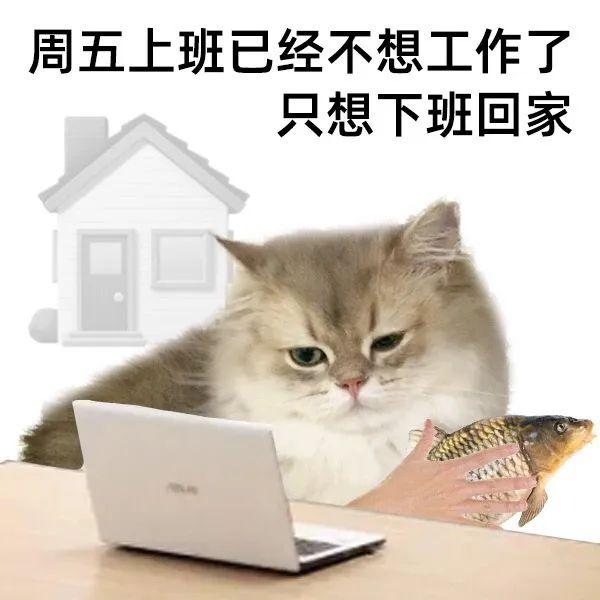 魔性猫咪打卡表情包 