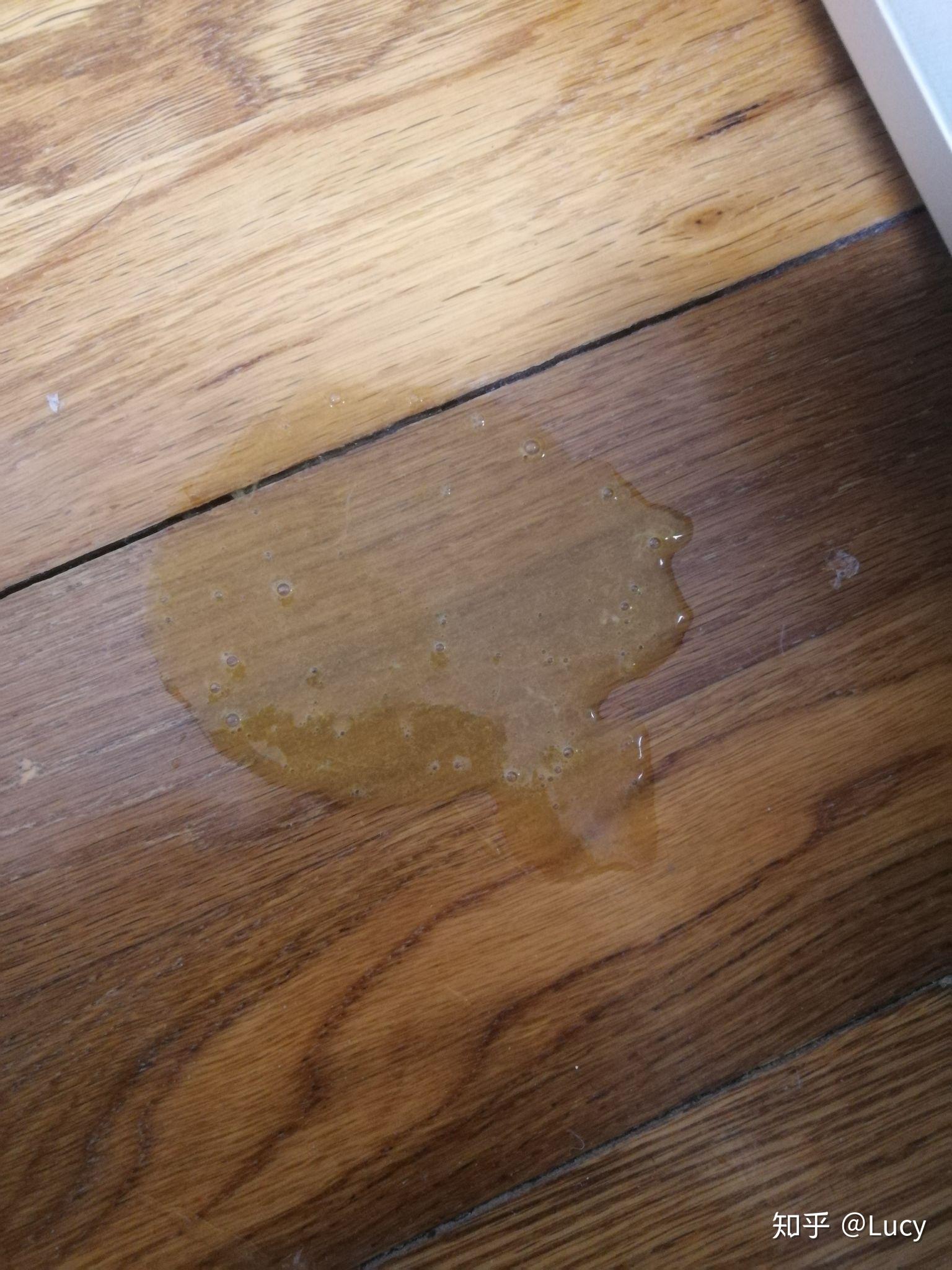 猫咪拉稀软便呕吐治疗经历