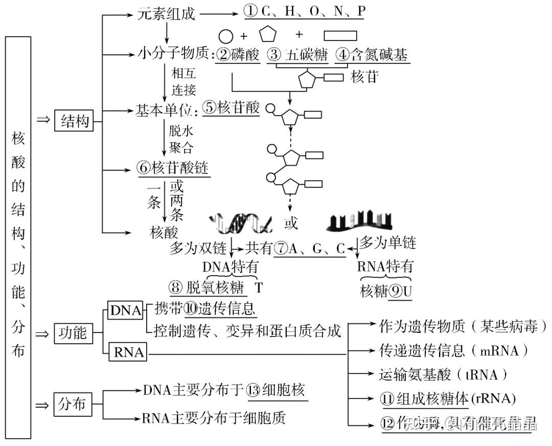 高中生物學大概念分子與細胞知識結構圖一輪複習必備