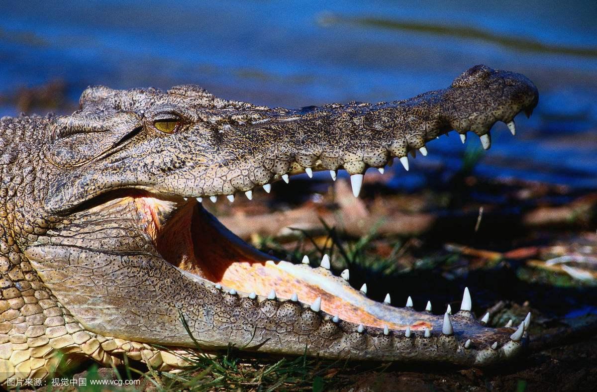 吃一条大鱼的鳄鱼 库存图片. 图片 包括有 爬行动物, 有效地, 牺牲者, 鳄鱼, 野生生物, 佛罗里达 - 118202775