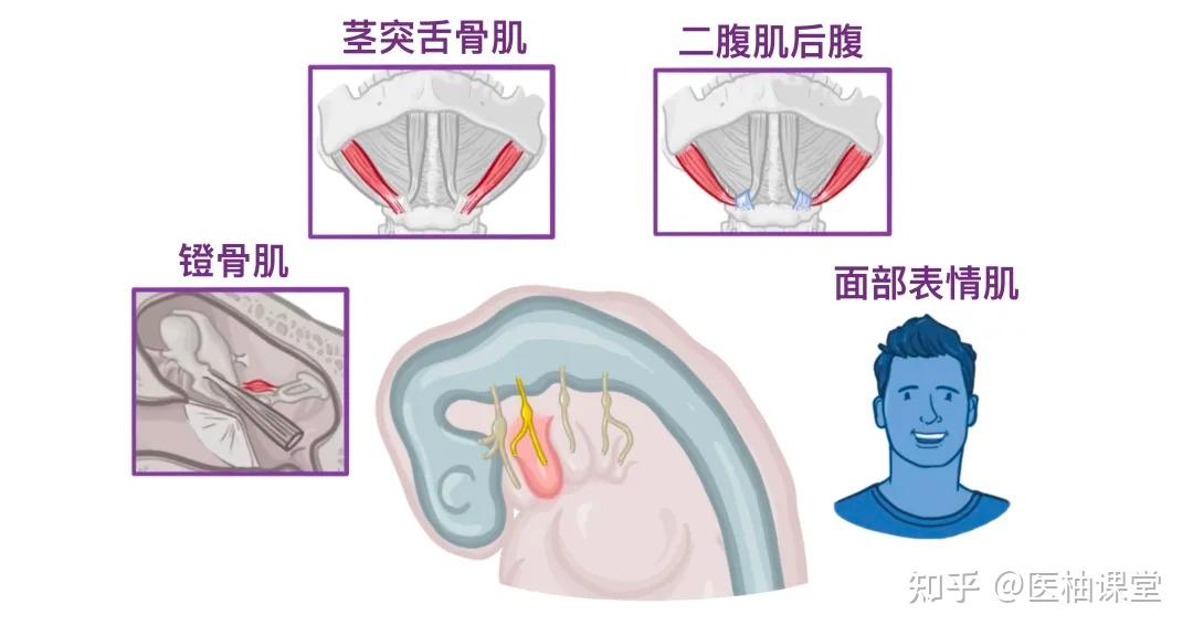 人体解剖学基础: 人体十二对颅神经 - 知乎