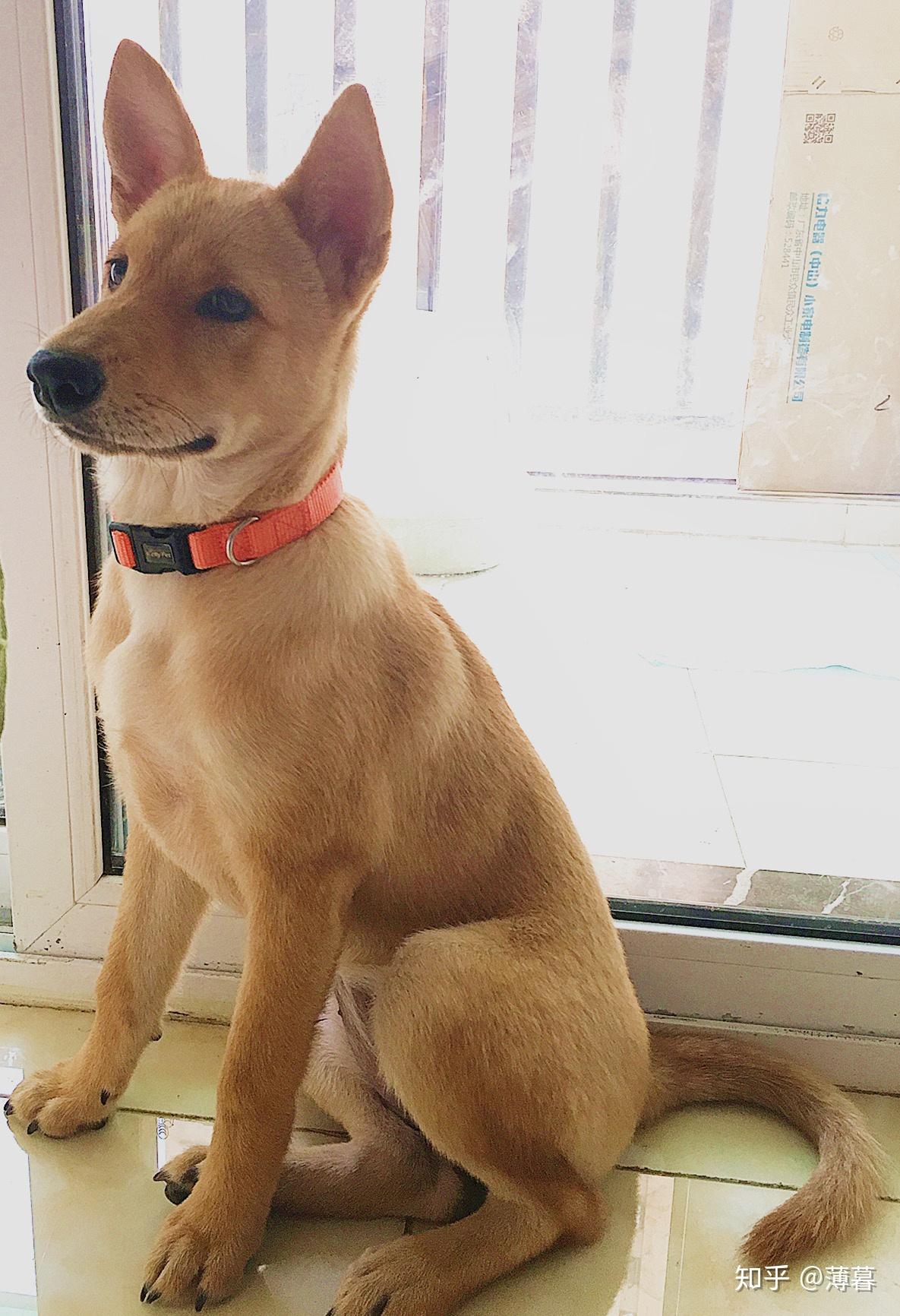 如何买到一只纯种的土狗（大黄）? - 知乎