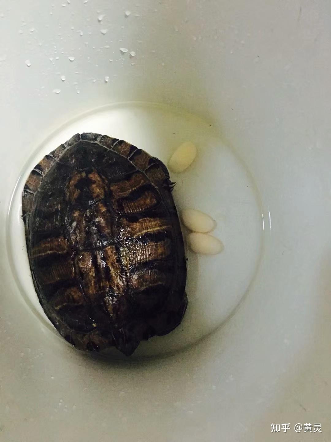 我家乌龟下蛋了乌龟蛋能吃吗