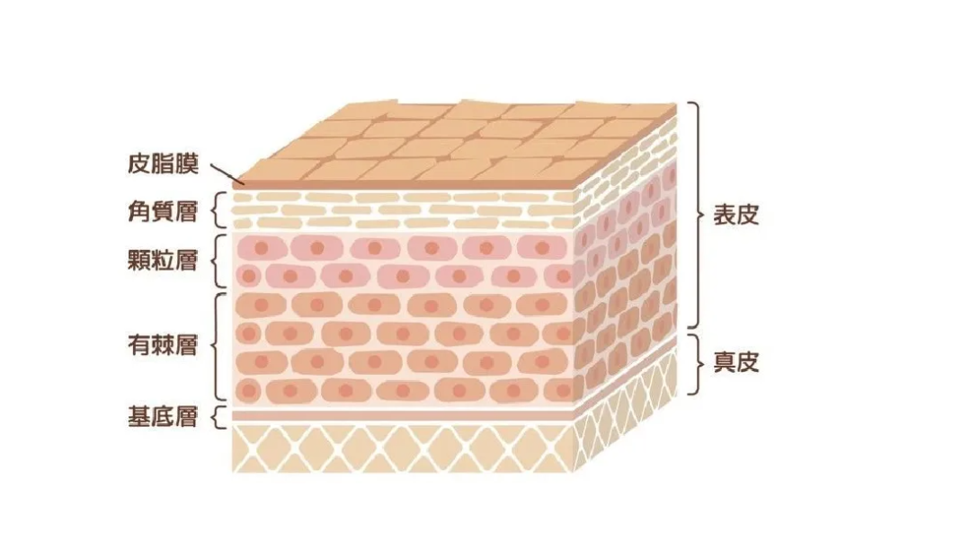 皮肤管理知识｜皮肤的外衣——表皮层 - 知乎