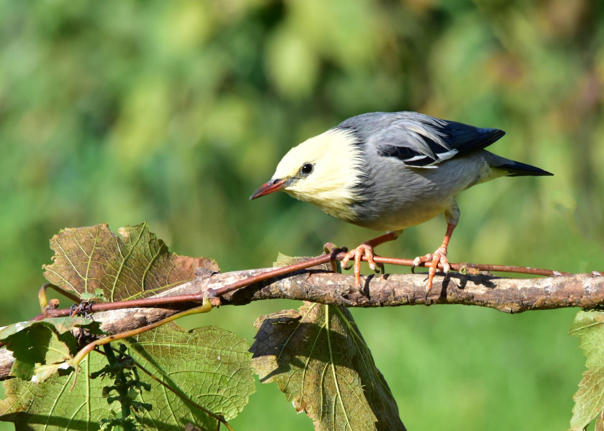 漂亮的丝光椋鸟