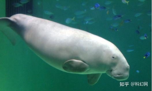 美人鱼原型“儒艮”经确认已在中国灭绝，维护生物多样性任务艰巨 - 知乎