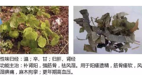 500余种中草药图  第404张