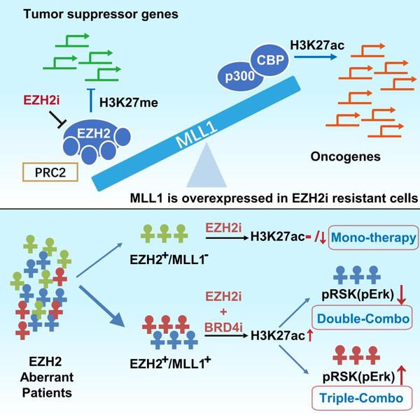ezh2抑制剂联合brd4抑制剂作用模式图