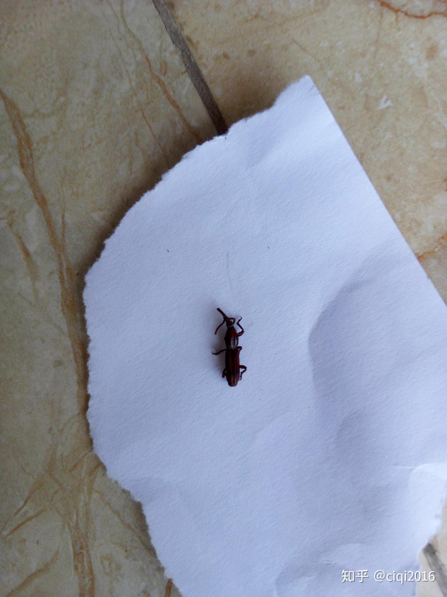 求问这是什么虫子八只足红色家里房间发现的