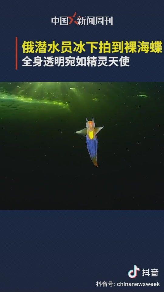 美得让你感到惊讶——海天使裸海蝶 - 知乎