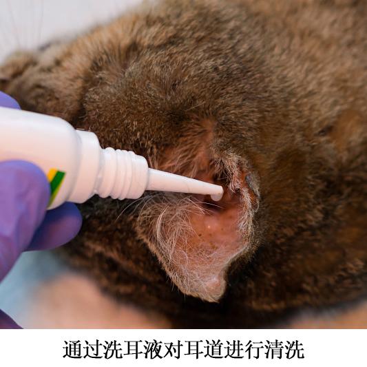 洗耳液中的常见成分与功效 知乎