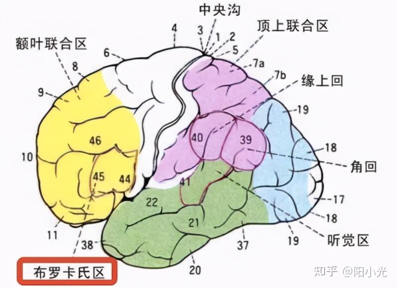 说话早的孩子更聪明吗?科学解释:有可能哦