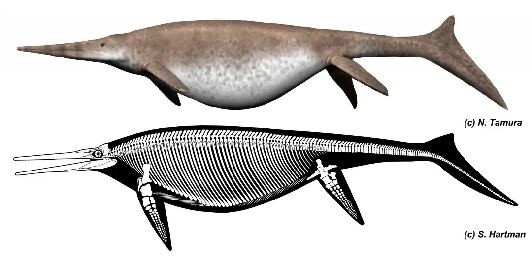2024新发现!英国惊现25米巨鱼龙:中生代海洋中的巨鲲,体型堪比蓝鲸