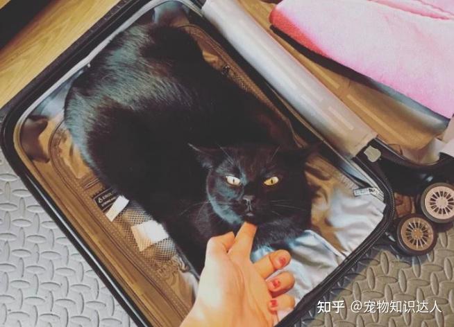 今生，一定要养一只中国玄猫，好处多！ - 知乎