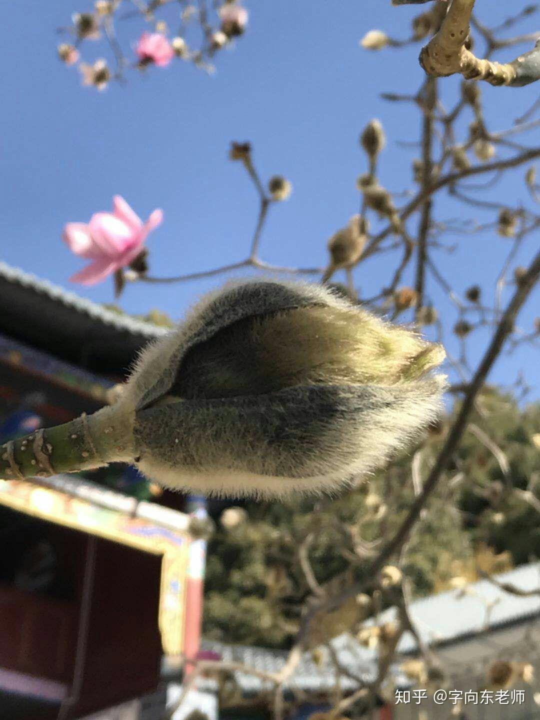 上关花,你见过吗? - 知乎